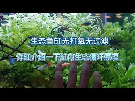 魚缸理論|魚缸法則